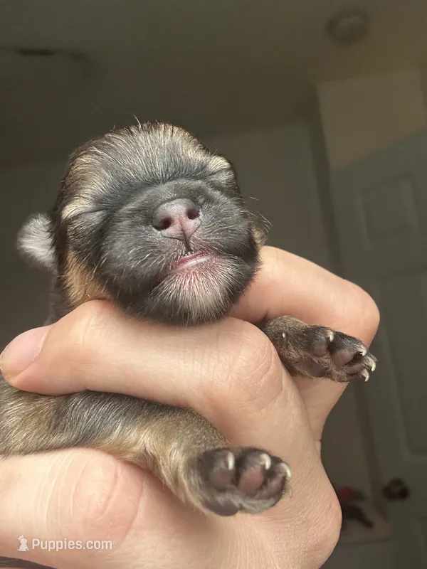 RARE MINI Chocolate Sable Male – Pomeranian puppy for sale in Council Bluffs, IA