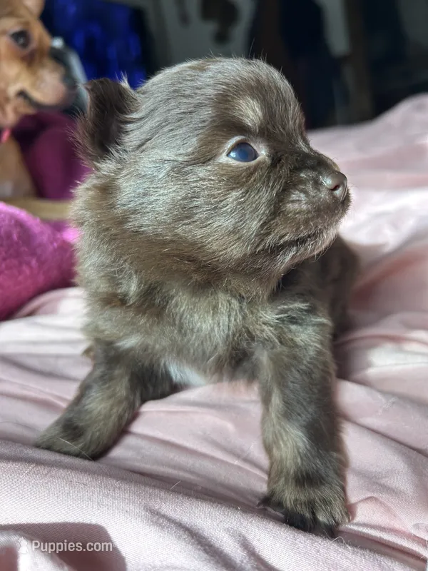 RARE Chocolate Merle Female with heart marking  – Pomeranian puppy for sale in Council Bluffs, IA