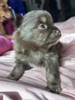 RARE Chocolate Merle Female with heart marking , a female Pomeranian for sale in Council Bluffs, IA – 1 of 6