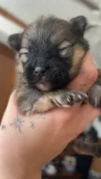 Wolf sable male , a male Pomeranian for sale in Council Bluffs, IA – 4 of 6