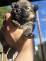 Wolf sable male , a male Pomeranian for sale in Council Bluffs, IA – 3 of 6