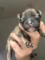 RARE MINI Chocolate Sable Male, a male Pomeranian for sale in Council Bluffs, IA – 6 of 6