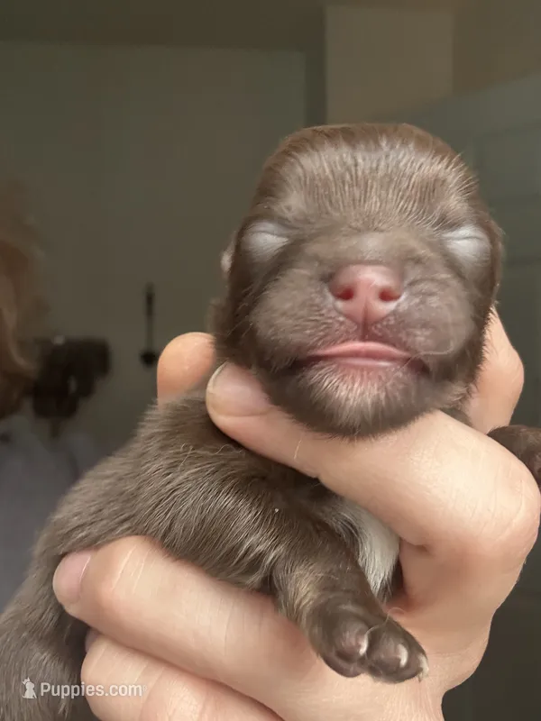 RARE MINI Chocolate Female with heart marking  – Pomeranian puppy for sale in Council Bluffs, IA