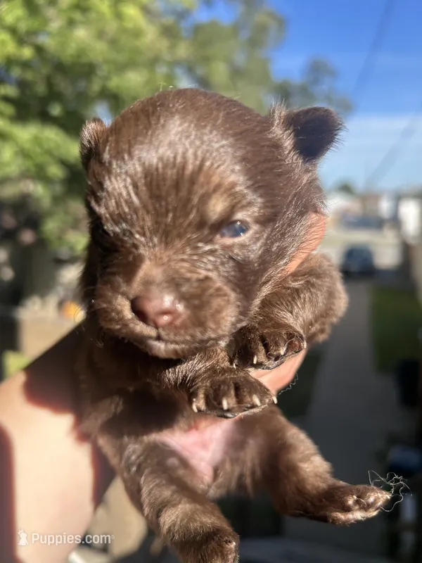 RARE MINI Chocolate Female with heart marking  – Pomeranian puppy for sale in Council Bluffs, IA