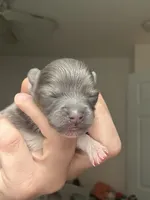 RARE MINI Lavender/ Blue Male, a male Pomeranian for sale in Council Bluffs, IA – 2 of 4