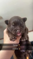 RARE Chocolate Merle Female with heart marking , a female Pomeranian for sale in Council Bluffs, IA – 4 of 6