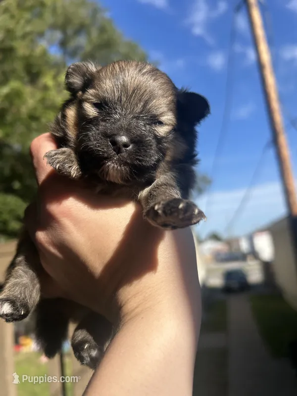 RARE MINI Chocolate Sable Male – Pomeranian puppy for sale in Council Bluffs, IA