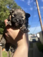 Wolf sable male , a male Pomeranian for sale in Council Bluffs, IA – 1 of 6