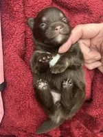RARE Chocolate Merle Female with heart marking , a female Pomeranian for sale in Council Bluffs, IA – 3 of 6