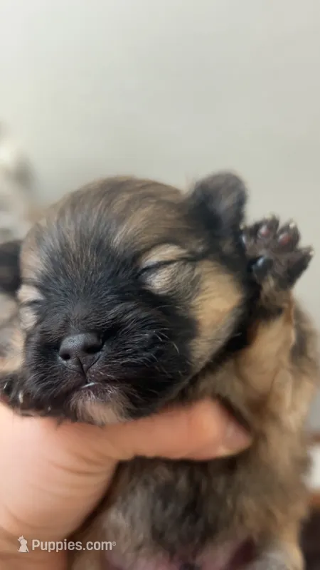 RARE MINI Chocolate Sable Male – Pomeranian puppy for sale in Council Bluffs, IA