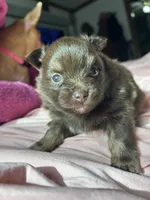 RARE Chocolate Merle Female with heart marking , a female Pomeranian for sale in Council Bluffs, IA – 2 of 6