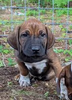 Red boy, a male Rhodesian Ridgeback for sale in Packwood, WA – 2 of 2