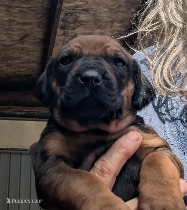 Blue boy – Rhodesian Ridgeback puppy for sale in Packwood, WA