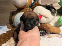 YELLOW BOY, a male Rhodesian Ridgeback for sale in Packwood, WA – Photo 2 of 2