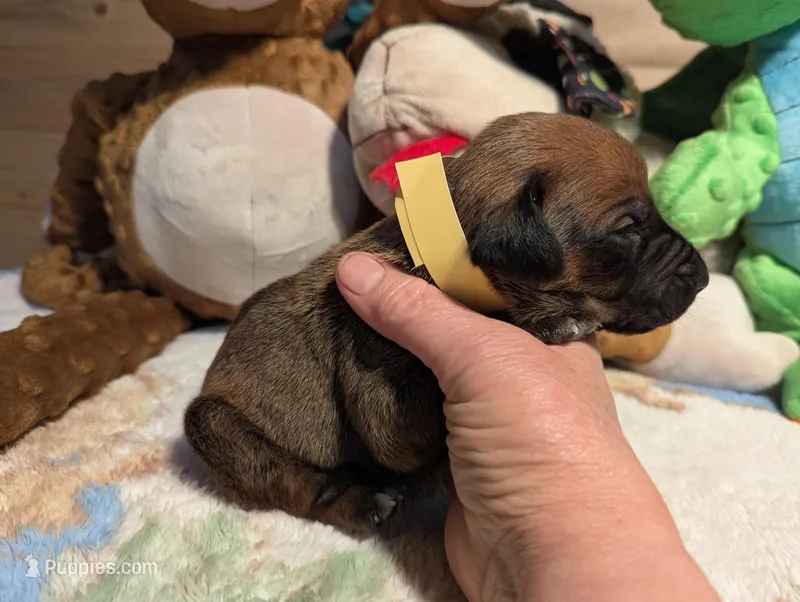 YELLOW BOY, a male Rhodesian Ridgeback for sale in Packwood, WA – Photo 1 of 2