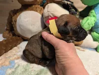 YELLOW BOY, a male Rhodesian Ridgeback for sale in Packwood, WA – Photo 1 of 2