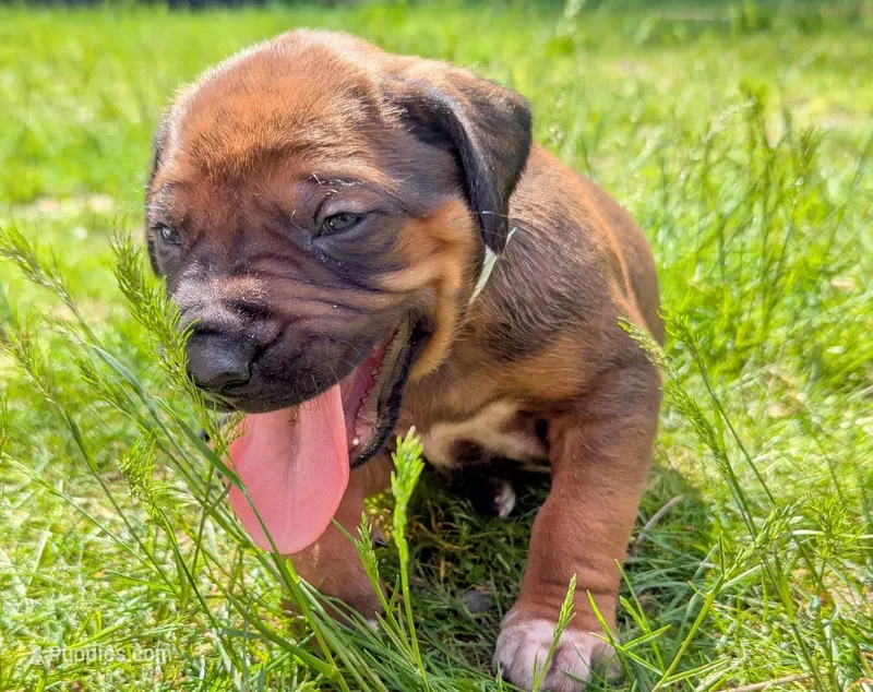 lime boy – Rhodesian Ridgeback puppy for sale in Packwood, WA