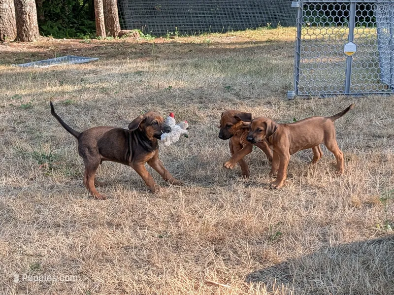 Nala – Rhodesian Ridgeback puppy for sale in Packwood, WA