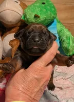 LIME GIRL, a female Rhodesian Ridgeback for sale in Packwood, WA – Photo 2 of 2