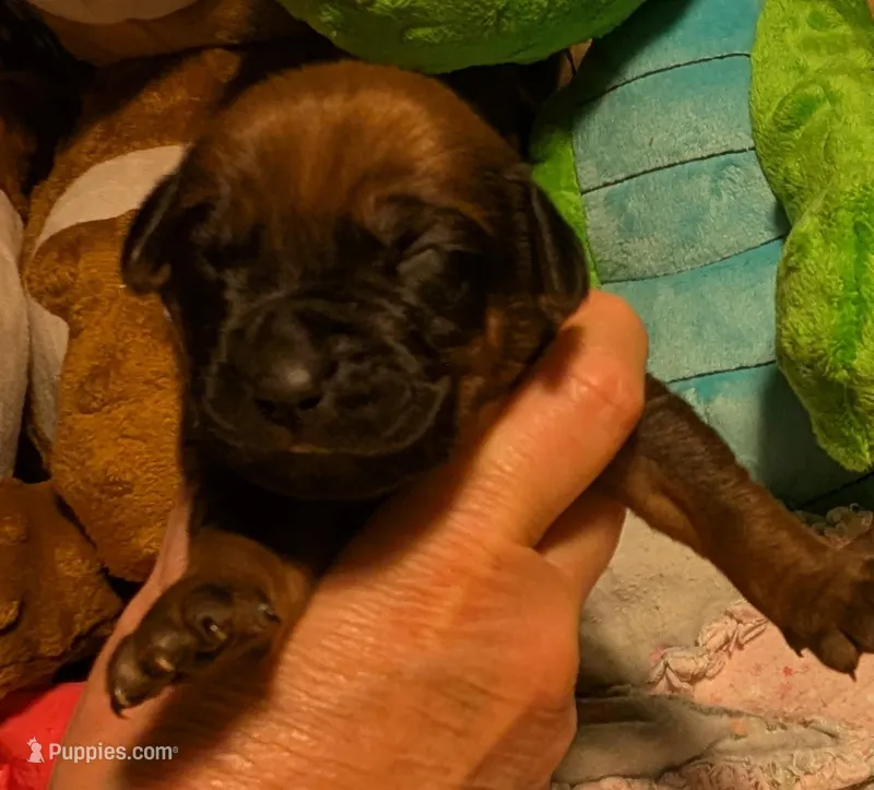 LIME GIRL – Rhodesian Ridgeback puppy for sale in Packwood, WA