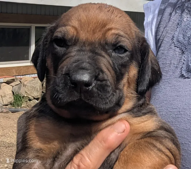 LIME GIRL – Rhodesian Ridgeback puppy for sale in Packwood, WA