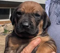 LIME GIRL, a female Rhodesian Ridgeback for sale in Packwood, WA – 1 of 3