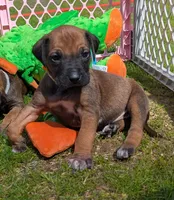 Yellow Girl, a female Rhodesian Ridgeback for sale in Packwood, WA – Photo 1 of 2