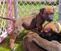 Yellow Girl, a female Rhodesian Ridgeback for sale in Packwood, WA – Photo 2 of 2
