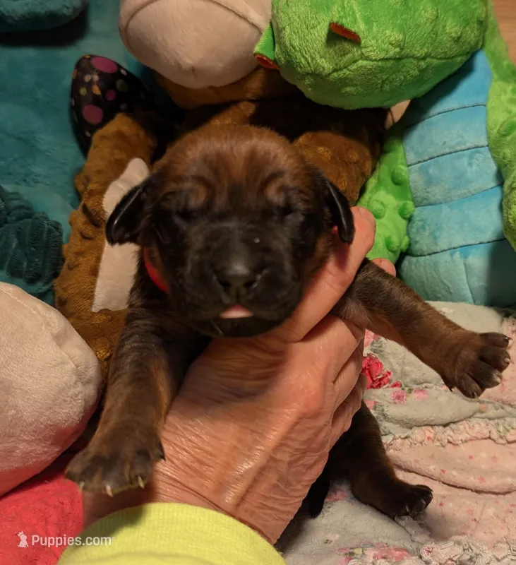Red Girl – Rhodesian Ridgeback puppy for sale in Packwood, WA