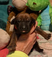 Red Girl, a female Rhodesian Ridgeback for sale in Packwood, WA – Photo 1 of 2