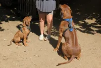 Red boy, a male Rhodesian Ridgeback for sale in Packwood, WA – 1 of 5