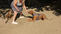 Red boy, a male Rhodesian Ridgeback for sale in Packwood, WA – 4 of 5