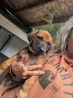 RED girl, a female Rhodesian Ridgeback for sale in Packwood, WA – 3 of 4
