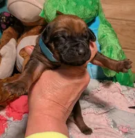 BLUEGIRL, a female Rhodesian Ridgeback for sale in Packwood, WA – Photo 2 of 2