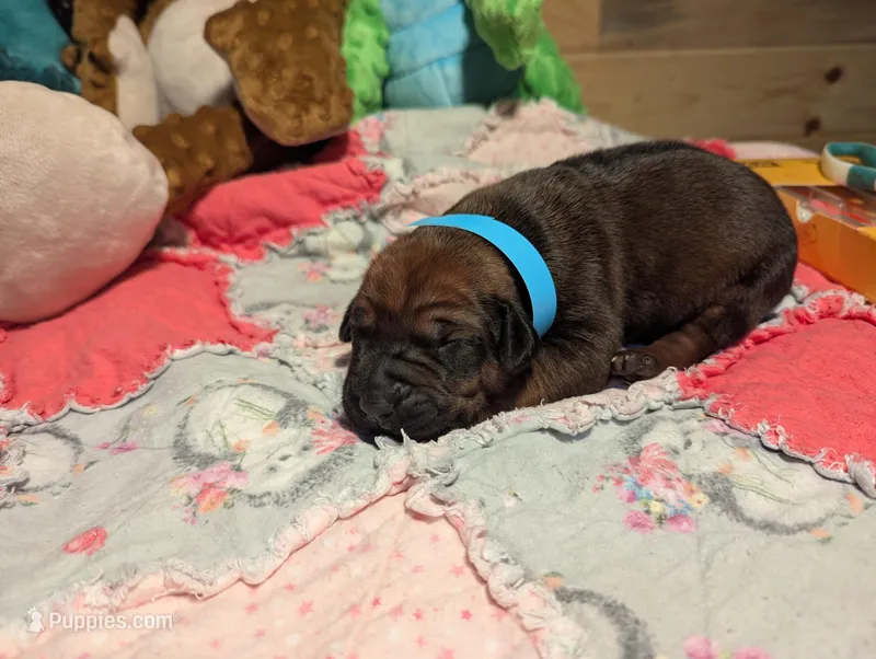 BLUEGIRL – Rhodesian Ridgeback puppy for sale in Packwood, WA