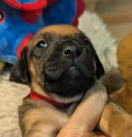 Red boy, a male Rhodesian Ridgeback for sale in Packwood, WA – 2 of 5