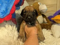 RED girl, a female Rhodesian Ridgeback for sale in Packwood, WA – 2 of 4