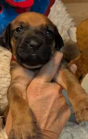 Red boy, a male Rhodesian Ridgeback for sale in Packwood, WA – 5 of 5