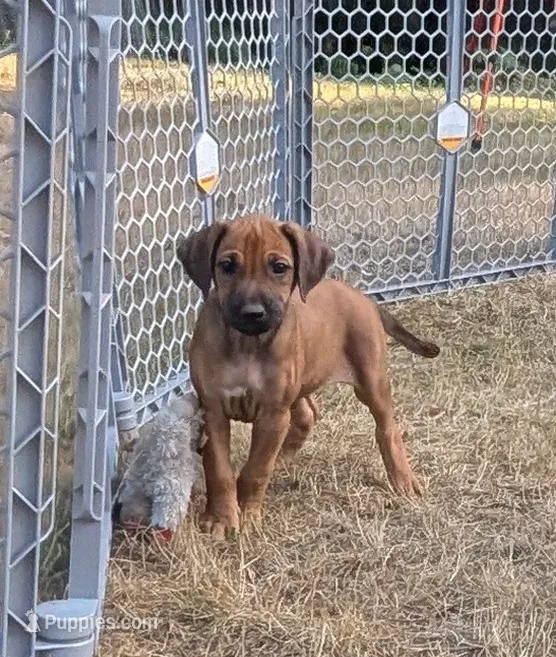 Kira  – Rhodesian Ridgeback puppy for sale in Packwood, WA