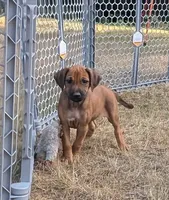 Kira , a female Rhodesian Ridgeback for sale in Packwood, WA – 1 of 6