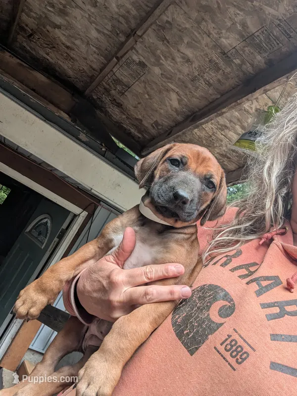RED girl – Rhodesian Ridgeback puppy for sale in Packwood, WA