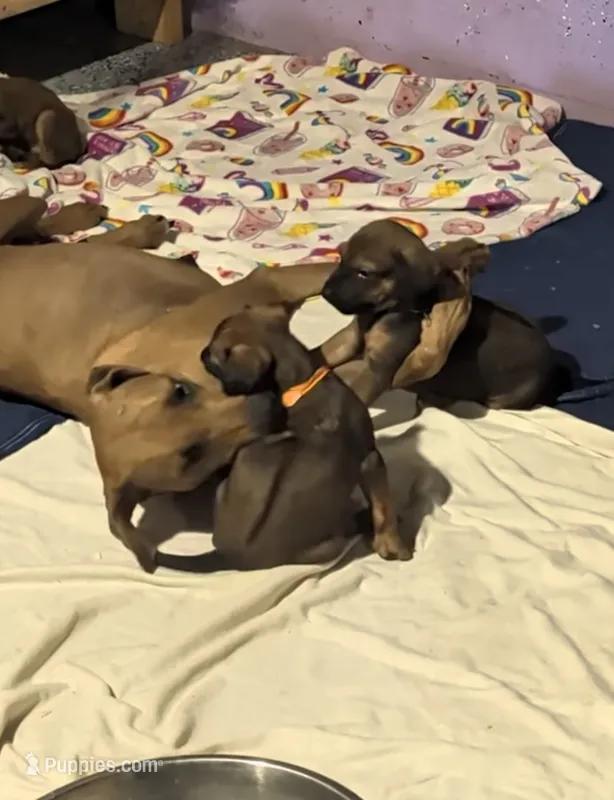 RED girl – Rhodesian Ridgeback puppy for sale in Packwood, WA
