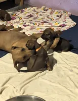 RED girl, a female Rhodesian Ridgeback for sale in Packwood, WA – 1 of 4