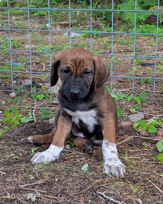 Red boy, a male Rhodesian Ridgeback for sale in Packwood, WA – 1 of 2