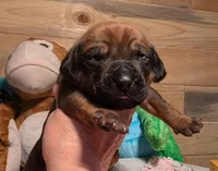 RED BOY, a male Rhodesian Ridgeback for sale in Packwood, WA – Photo 2 of 3