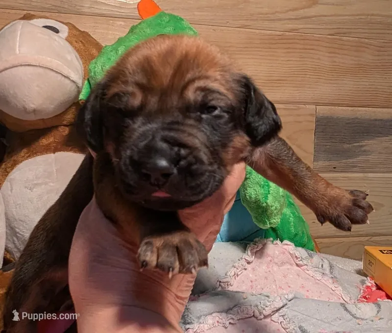 RED BOY – Rhodesian Ridgeback puppy for sale in Packwood, WA