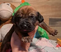 RED BOY, a male Rhodesian Ridgeback for sale in Packwood, WA – Photo 1 of 3