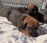 RED girl, a female Rhodesian Ridgeback for sale in Packwood, WA – Photo 2 of 2
