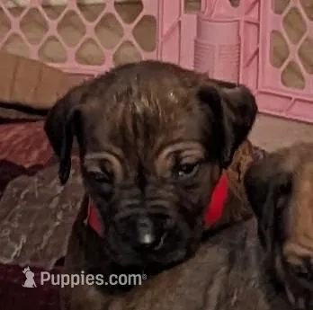 RED girl – Rhodesian Ridgeback puppy for sale in Packwood, WA