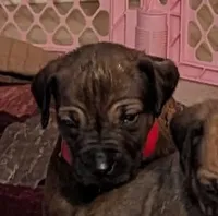 RED girl, a female Rhodesian Ridgeback for sale in Packwood, WA – Photo 1 of 2